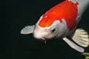Benutzeravatar