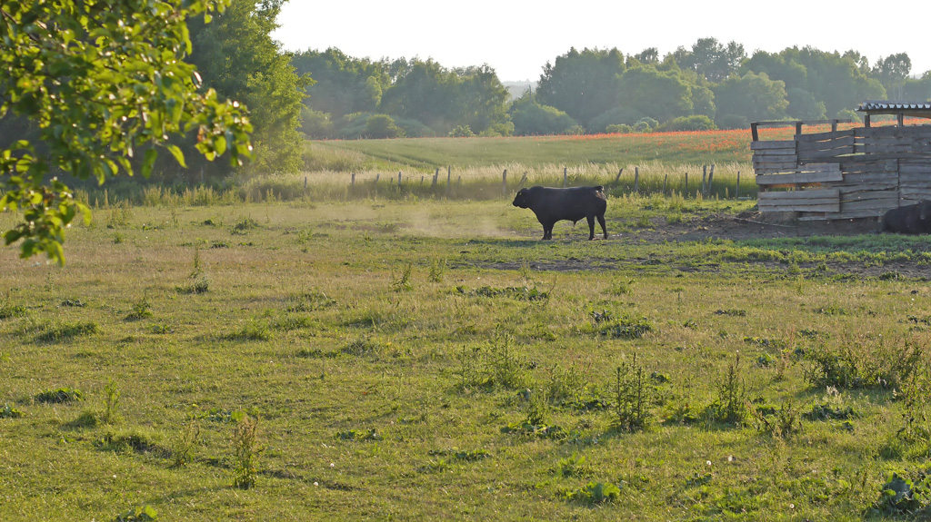Stier oder Ochse 048.jpg