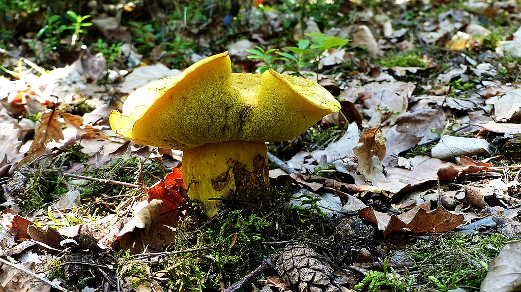 Pilz 1.jpg