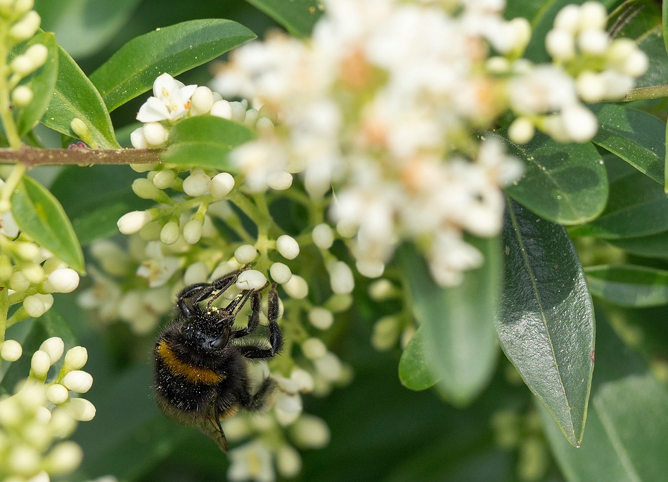 comp_P61107771 - Kopie.jpg