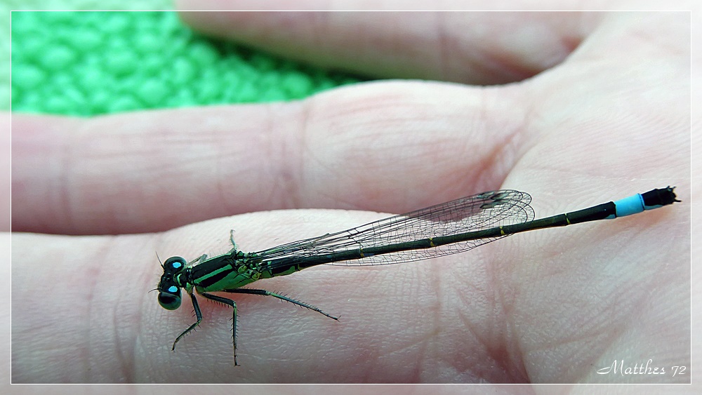 2016_Müritz_Libelle-004.jpg