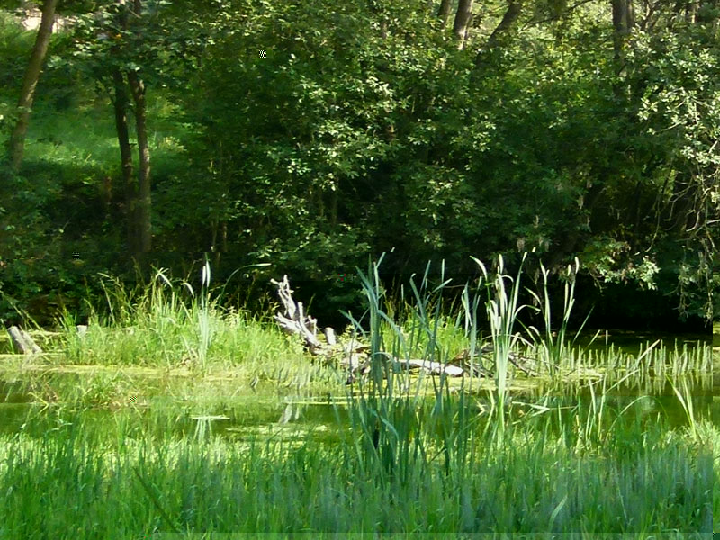 P1030684-4.jpg