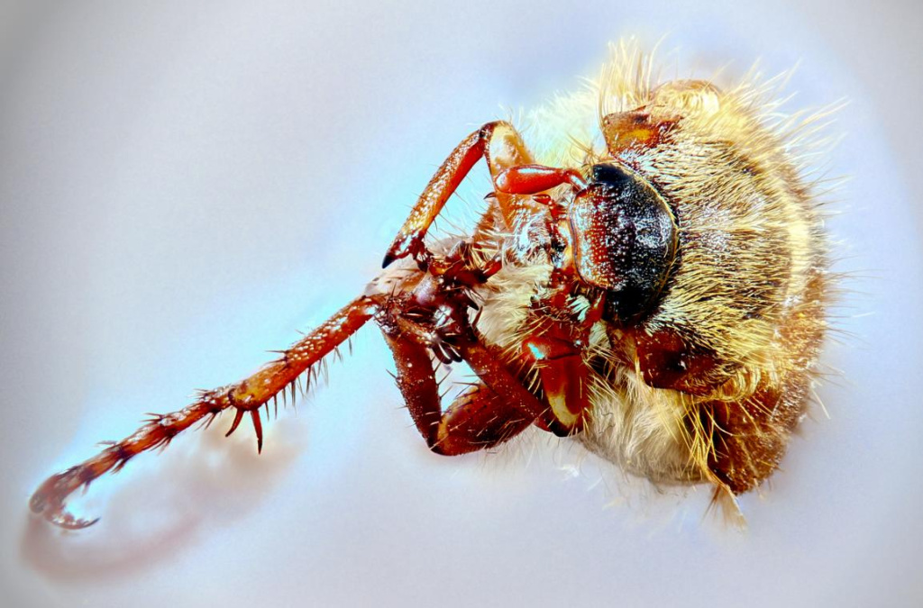 Junikäfer 202er.JPG