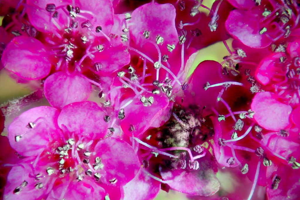 Strassenblume 202er mit Käfer.JPG