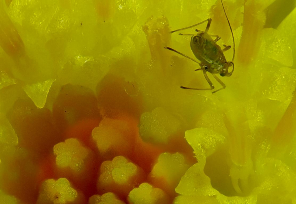 Gelbe Blüte mit Laus 300mm 137St .JPG