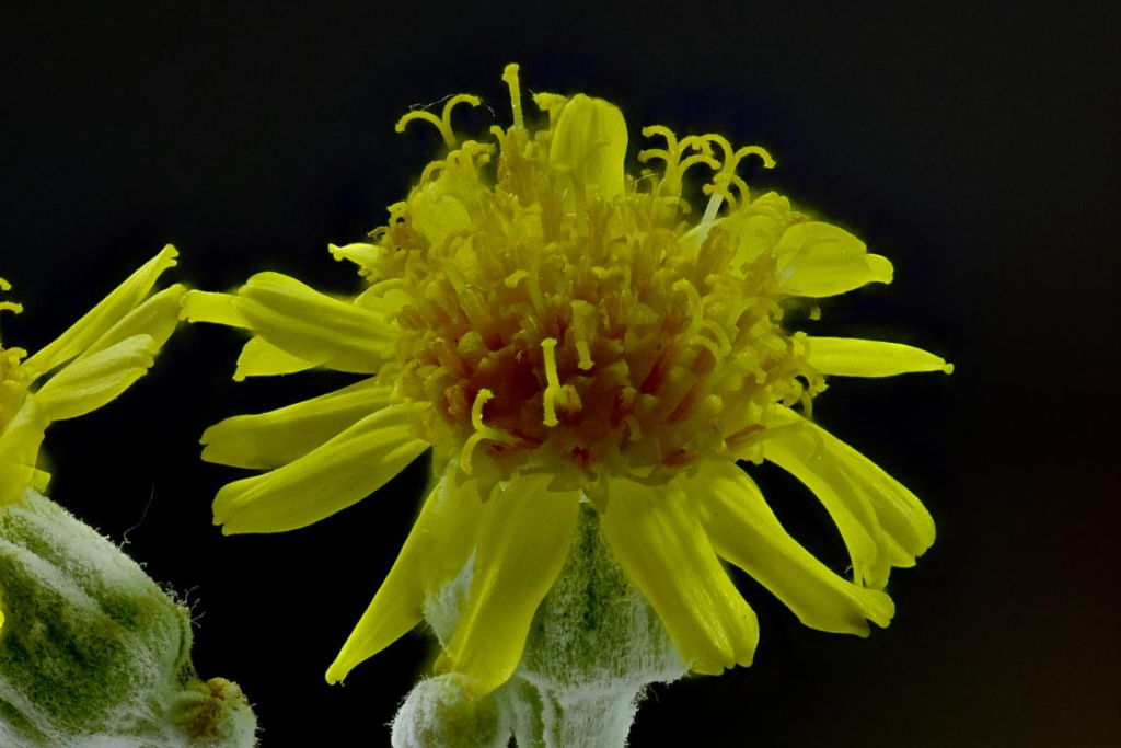 Gelbe Blüte 150mm 2.JPG