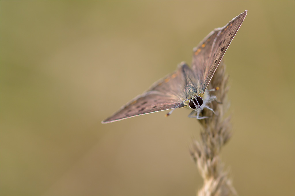 Schmetterling.jpg