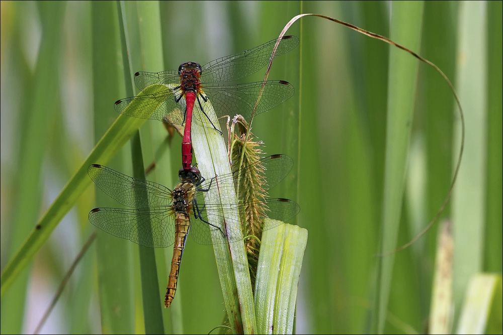 libelle_09_klein.jpg