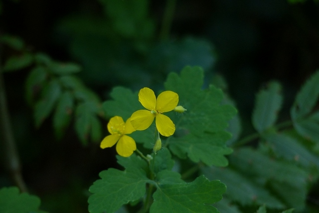 P236 f2,8 125s ISO160 Spot c.jpg