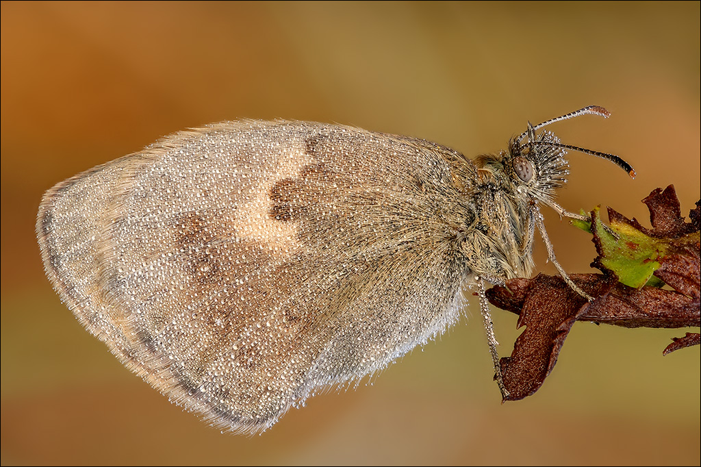 01-Schmetterling-1-k.jpg