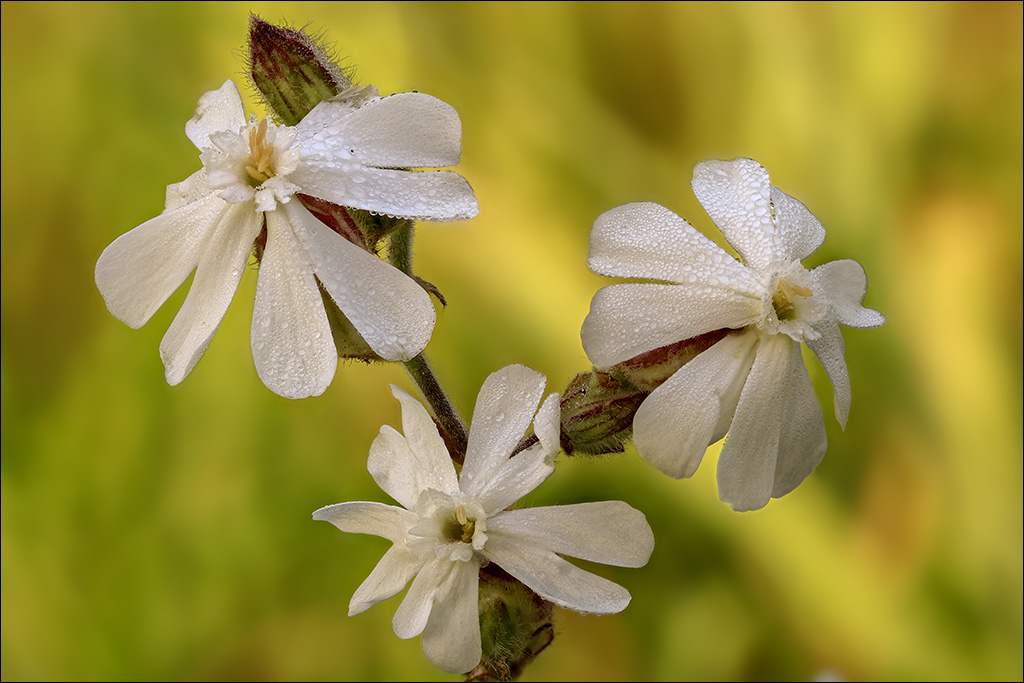 Blüten.jpg