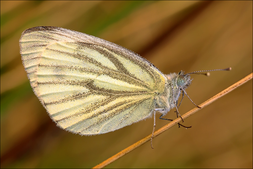 Schmetterling.jpg