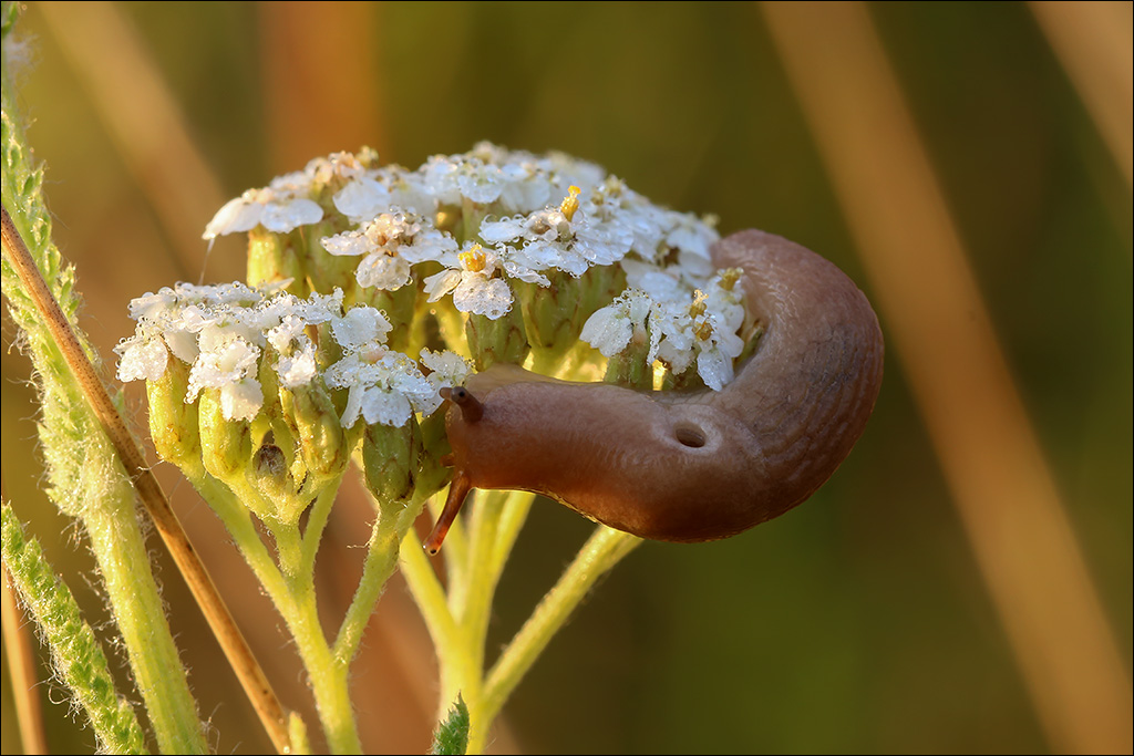 Schnecke.jpg