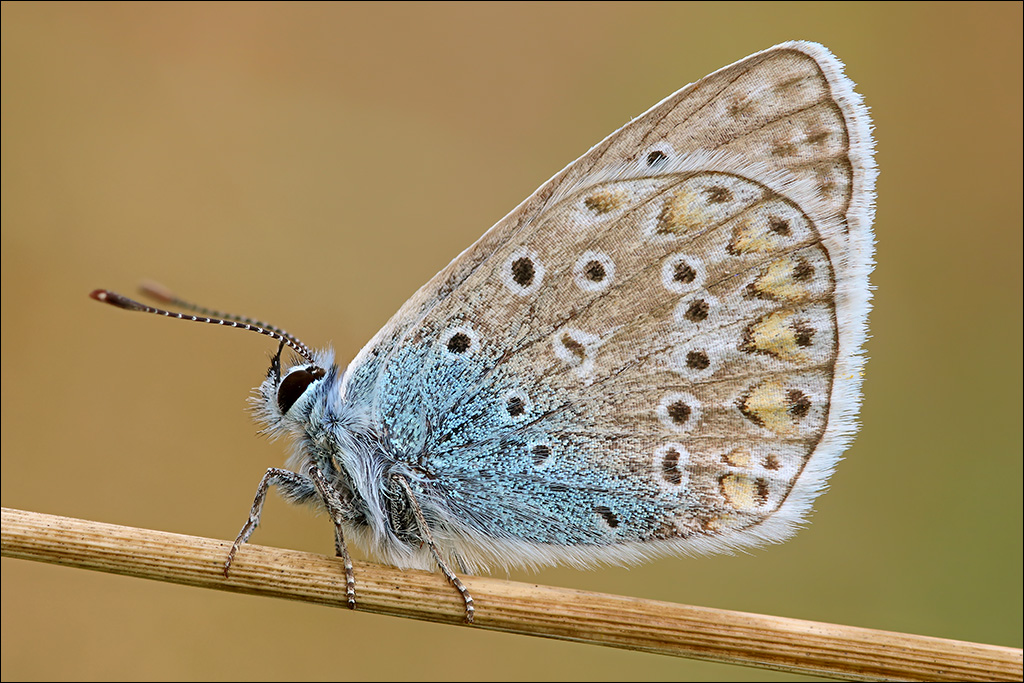Schmetterling.jpg