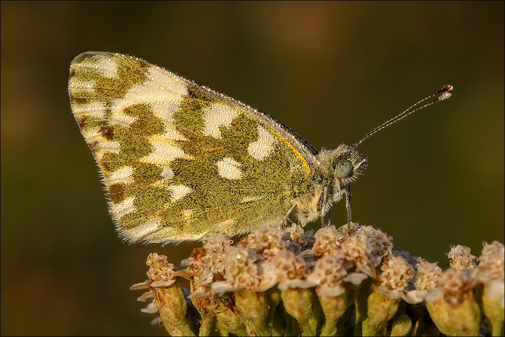 Schmetterling-2-k.jpg