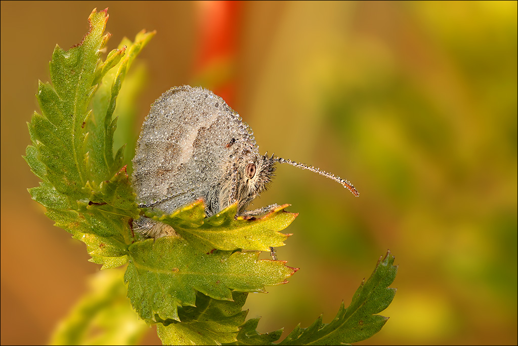 Schmetterling-1k.jpg