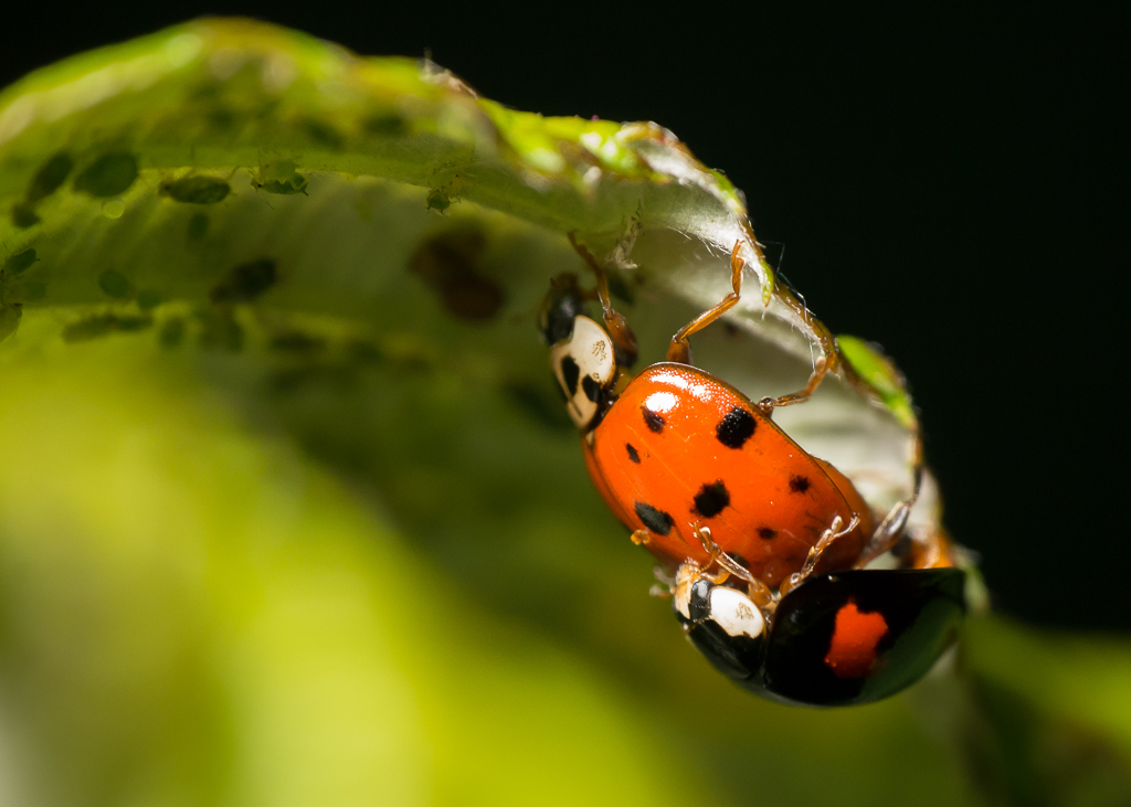 Grosses Krabbeln (7).jpg