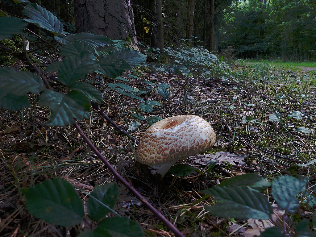 Pilz1.jpg