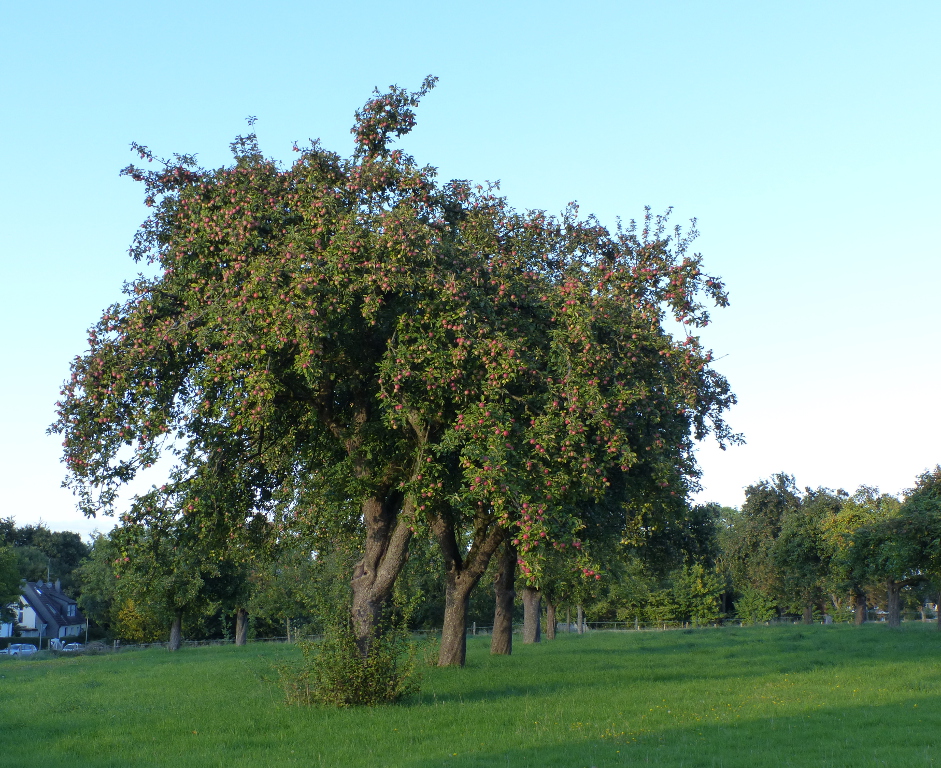 Apfelbaum.JPG