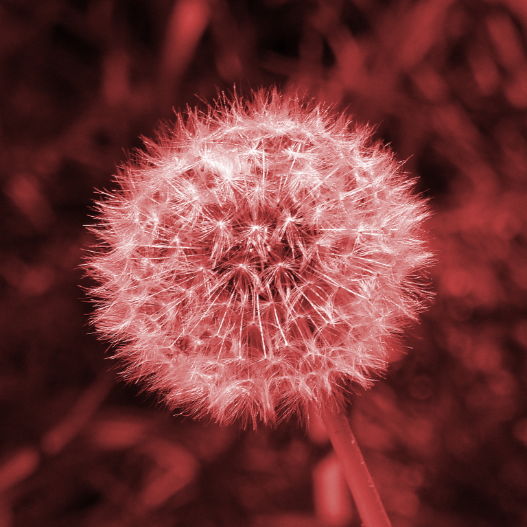 rote Pusteblume.JPG