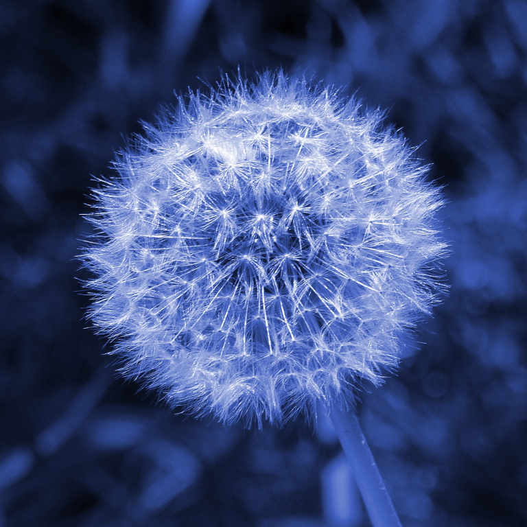 blaue Pusteblume.JPG