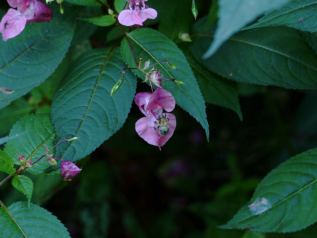 Springkraut mit Bestäuber (3).jpg