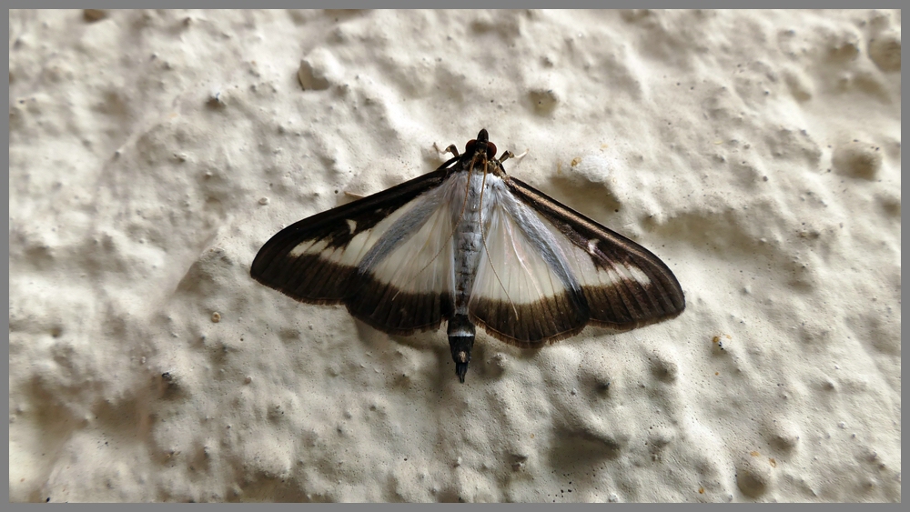 0P1130018 verkleinert.jpg