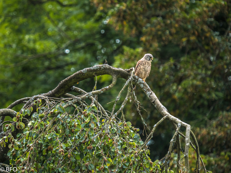 xbfo-160822PENF1109-2.jpg