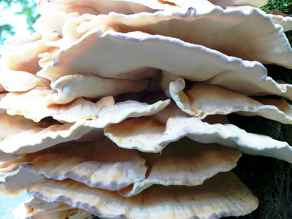 Pilz 2.jpg