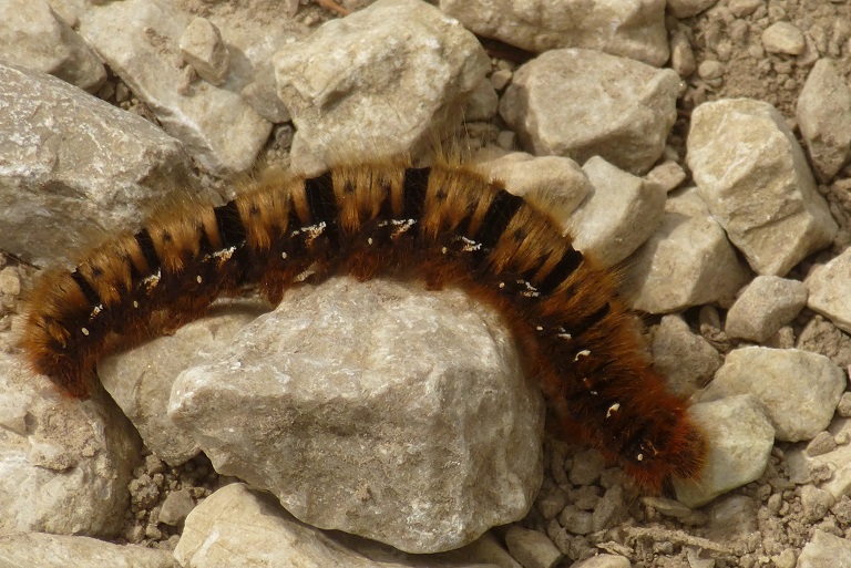 P1320543 Raupe behaart.JPG