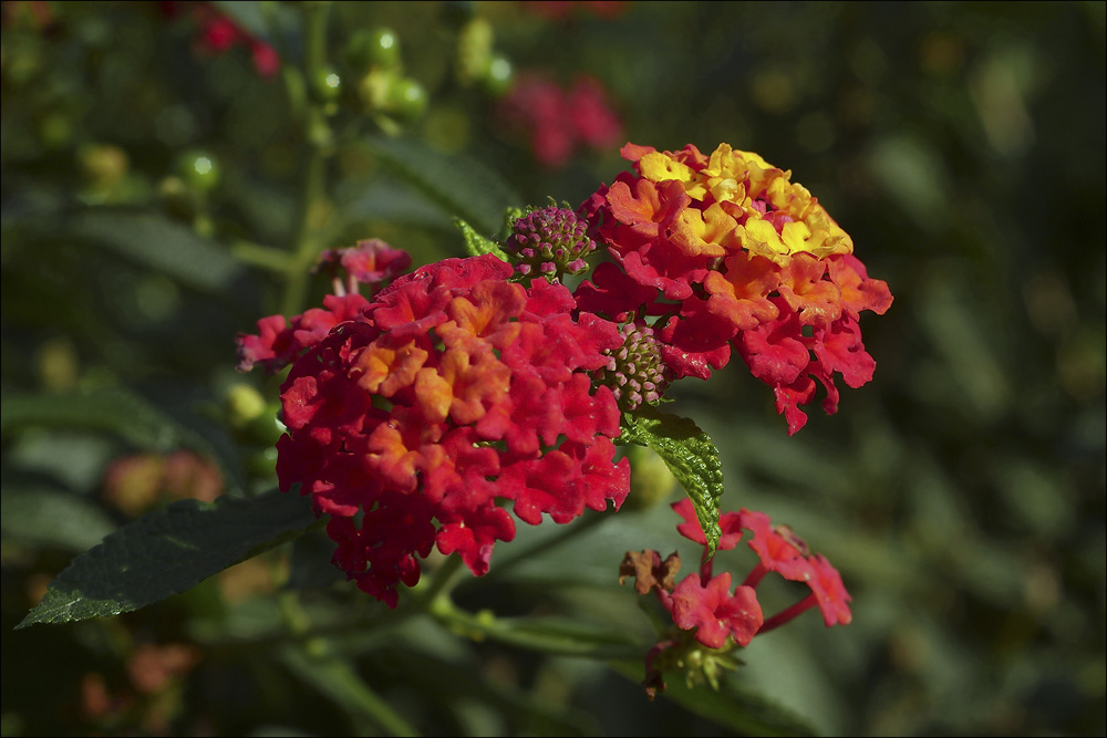 bluemchen_botanischer_garten.jpg