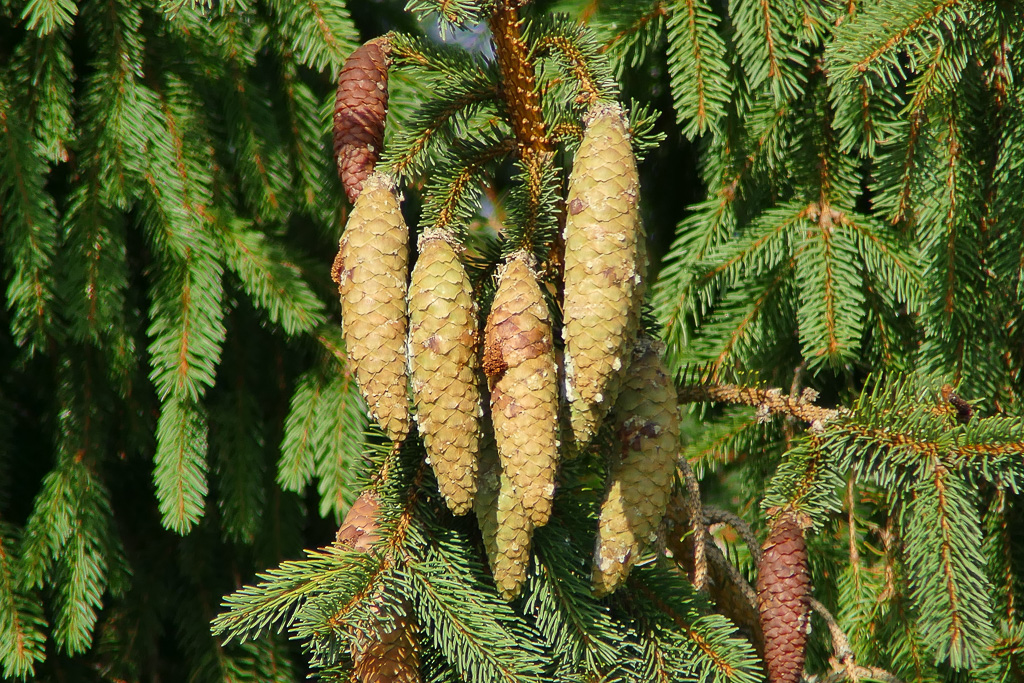 800mm I-Zoom mit 2,2x Konverter.jpg