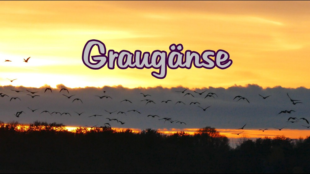 0 verkleinertGraugänse.jpg