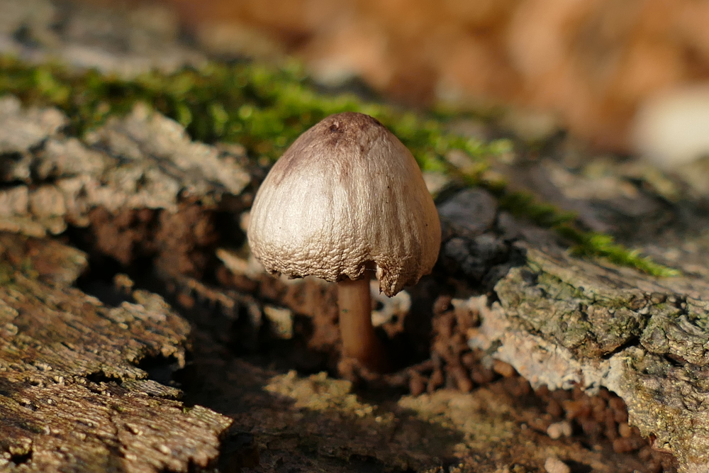 _1090258.JPG