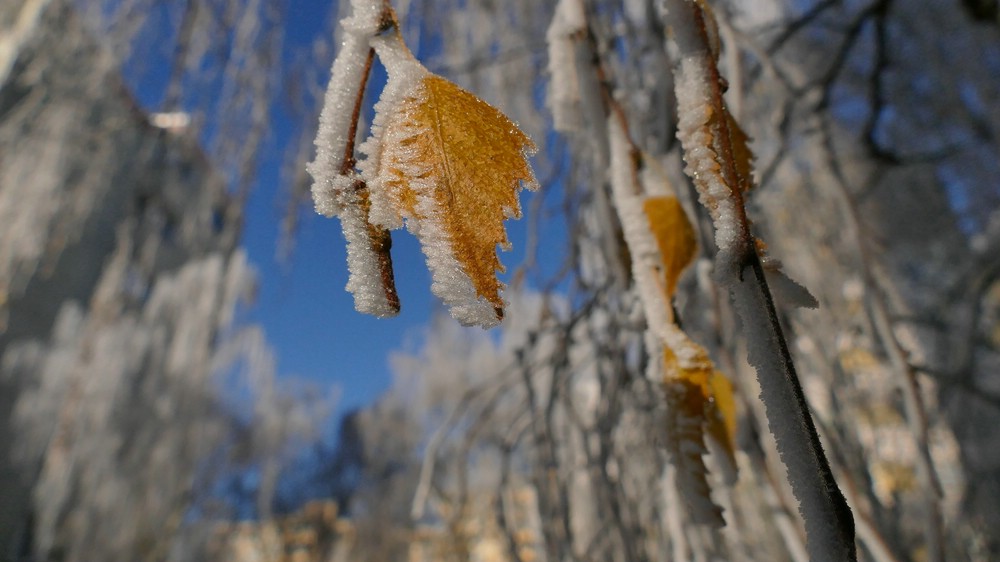 verkleinertP1150231 x.jpg