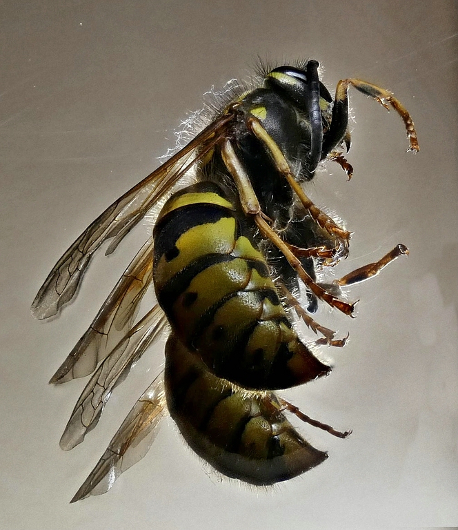 V2_comp_2016-12-16-17.51.59 ZS PMax.jpg