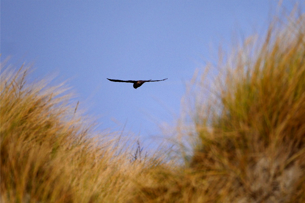 vogel_1.jpg