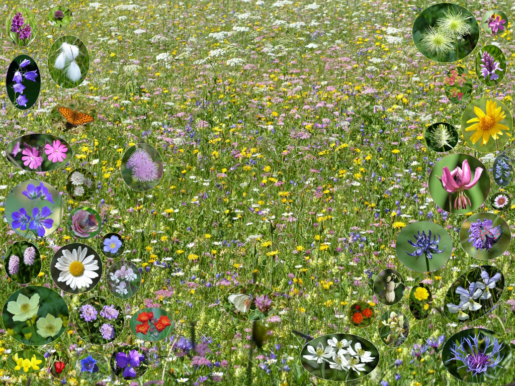 Große Wiese verkleinert.JPG