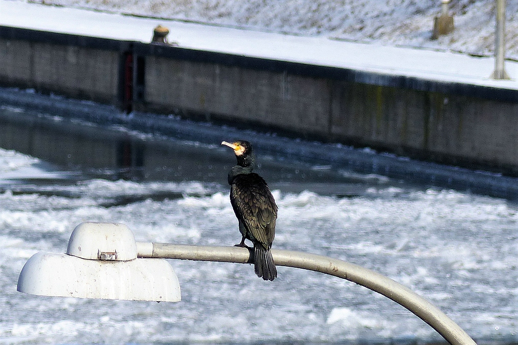 Bogenlampe mit Kormoran.jpg