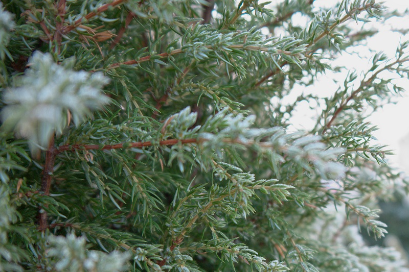 P1310273_silky.jpg