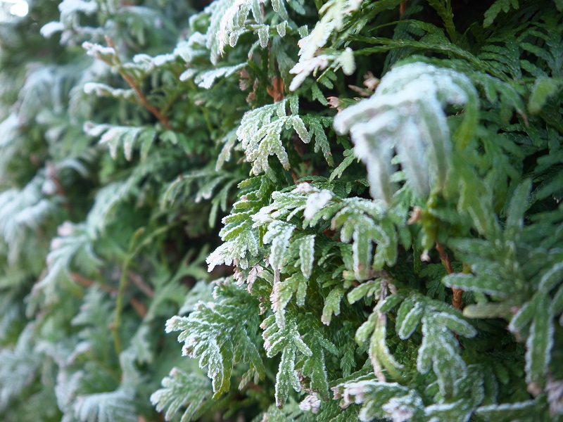 P1310276_silky.jpg