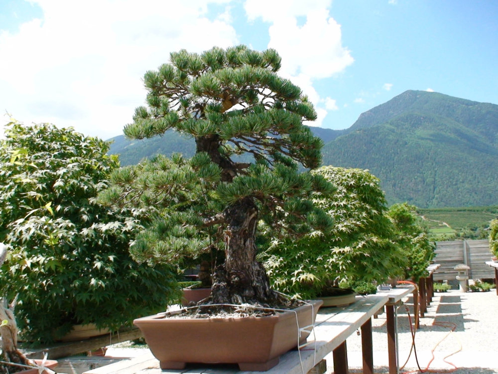2010-07-19_13-39-54x1000.jpg