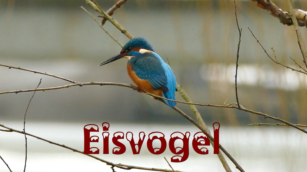 verkleinert .Eisi 01 Februar 2017.jpg