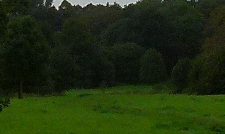 FZ100_200%.jpg