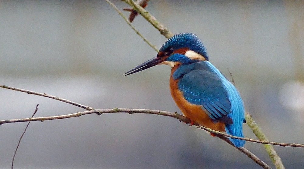 verkleinert  .Eisi 02 Februar 2017.jpg