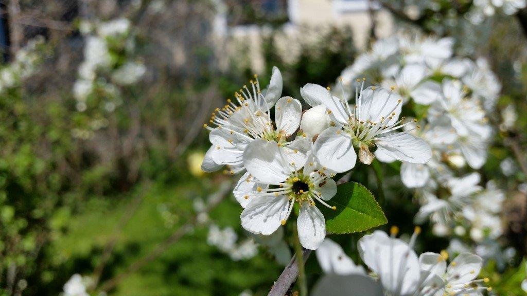 Kirschblüte_1024x768.jpg