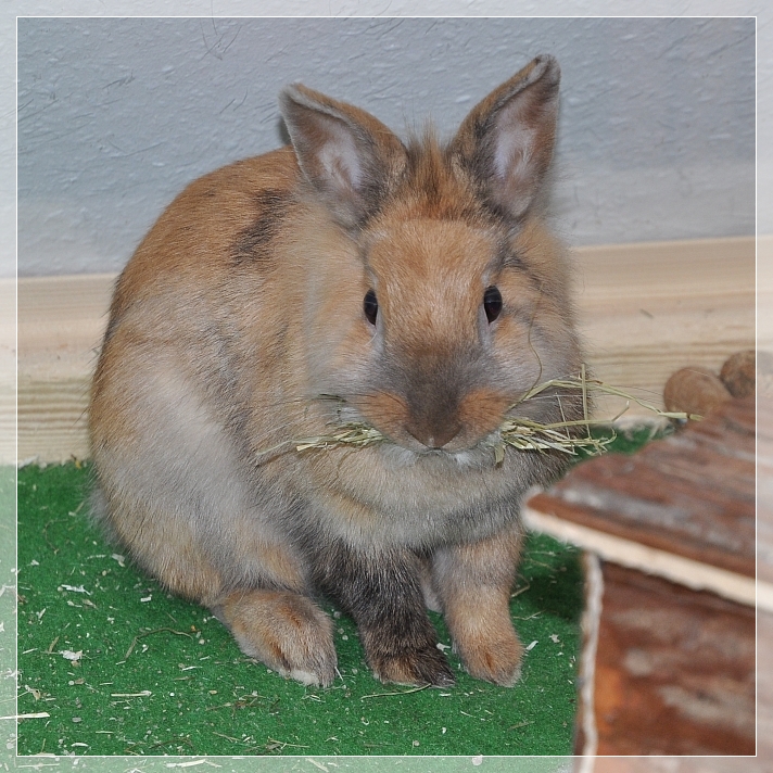 queenie-01.jpg