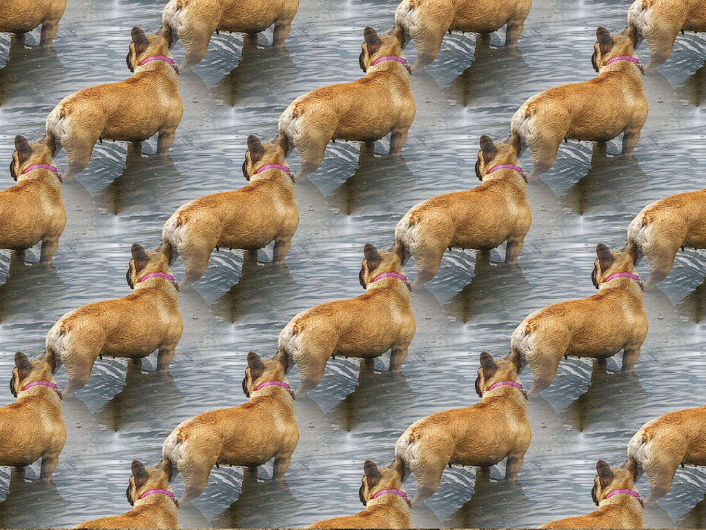 Abschuss Hundekette.jpg