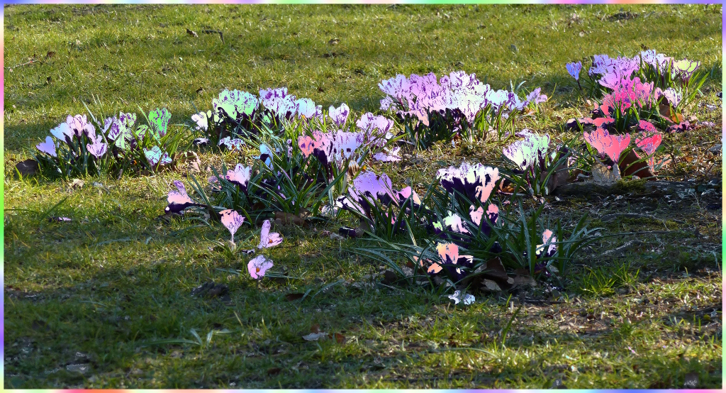 bunte Krokuswiese.JPG