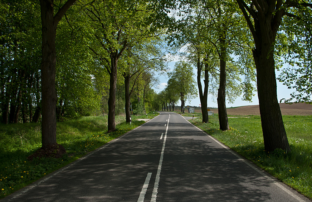 bei Klein Sperrenwalde_Baumallee_01.jpg